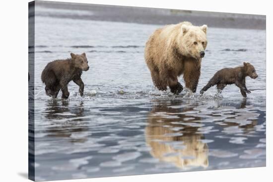 Coastal Grizzly bear mother and cubs run across mud flat, Lake Clark National Park, Alaska.-Brenda Tharp-Stretched Canvas