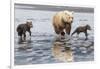 Coastal Grizzly bear mother and cubs run across mud flat, Lake Clark National Park, Alaska.-Brenda Tharp-Framed Photographic Print