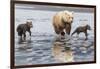 Coastal Grizzly bear mother and cubs run across mud flat, Lake Clark National Park, Alaska.-Brenda Tharp-Framed Photographic Print