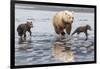 Coastal Grizzly bear mother and cubs run across mud flat, Lake Clark National Park, Alaska.-Brenda Tharp-Framed Photographic Print