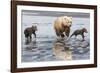 Coastal Grizzly bear mother and cubs run across mud flat, Lake Clark National Park, Alaska.-Brenda Tharp-Framed Photographic Print