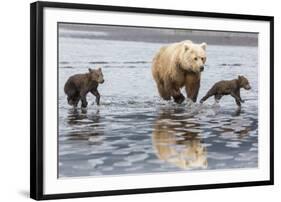 Coastal Grizzly bear mother and cubs run across mud flat, Lake Clark National Park, Alaska.-Brenda Tharp-Framed Photographic Print