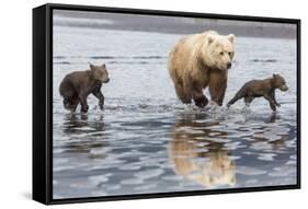 Coastal Grizzly bear mother and cubs run across mud flat, Lake Clark National Park, Alaska.-Brenda Tharp-Framed Stretched Canvas