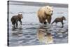 Coastal Grizzly bear mother and cubs run across mud flat, Lake Clark National Park, Alaska.-Brenda Tharp-Stretched Canvas