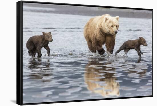 Coastal Grizzly bear mother and cubs run across mud flat, Lake Clark National Park, Alaska.-Brenda Tharp-Framed Stretched Canvas