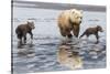 Coastal Grizzly bear mother and cubs run across mud flat, Lake Clark National Park, Alaska.-Brenda Tharp-Stretched Canvas