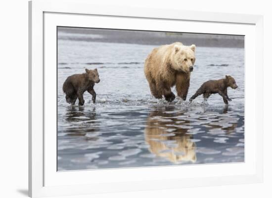 Coastal Grizzly bear mother and cubs run across mud flat, Lake Clark National Park, Alaska.-Brenda Tharp-Framed Premium Photographic Print