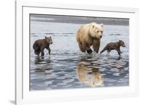 Coastal Grizzly bear mother and cubs run across mud flat, Lake Clark National Park, Alaska.-Brenda Tharp-Framed Premium Photographic Print