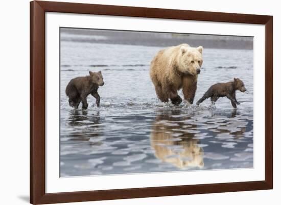 Coastal Grizzly bear mother and cubs run across mud flat, Lake Clark National Park, Alaska.-Brenda Tharp-Framed Premium Photographic Print