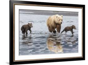 Coastal Grizzly bear mother and cubs run across mud flat, Lake Clark National Park, Alaska.-Brenda Tharp-Framed Premium Photographic Print