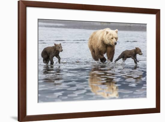 Coastal Grizzly bear mother and cubs run across mud flat, Lake Clark National Park, Alaska.-Brenda Tharp-Framed Premium Photographic Print