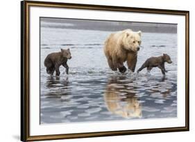 Coastal Grizzly bear mother and cubs run across mud flat, Lake Clark National Park, Alaska.-Brenda Tharp-Framed Premium Photographic Print