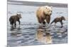 Coastal Grizzly bear mother and cubs run across mud flat, Lake Clark National Park, Alaska.-Brenda Tharp-Mounted Premium Photographic Print
