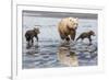 Coastal Grizzly bear mother and cubs run across mud flat, Lake Clark National Park, Alaska.-Brenda Tharp-Framed Photographic Print