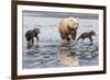 Coastal Grizzly bear mother and cubs run across mud flat, Lake Clark National Park, Alaska.-Brenda Tharp-Framed Photographic Print