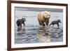 Coastal Grizzly bear mother and cubs run across mud flat, Lake Clark National Park, Alaska.-Brenda Tharp-Framed Photographic Print