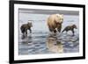 Coastal Grizzly bear mother and cubs run across mud flat, Lake Clark National Park, Alaska.-Brenda Tharp-Framed Photographic Print