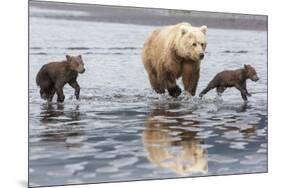 Coastal Grizzly bear mother and cubs run across mud flat, Lake Clark National Park, Alaska.-Brenda Tharp-Mounted Photographic Print