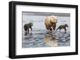 Coastal Grizzly bear mother and cubs run across mud flat, Lake Clark National Park, Alaska.-Brenda Tharp-Framed Photographic Print