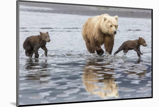 Coastal Grizzly bear mother and cubs run across mud flat, Lake Clark National Park, Alaska.-Brenda Tharp-Mounted Photographic Print