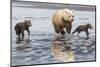 Coastal Grizzly bear mother and cubs run across mud flat, Lake Clark National Park, Alaska.-Brenda Tharp-Mounted Photographic Print