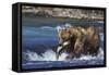 Coastal Grizzly Bear with Salmon in Mouth-null-Framed Stretched Canvas