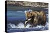 Coastal Grizzly Bear with Salmon in Mouth-null-Stretched Canvas