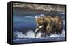 Coastal Grizzly Bear with Salmon in Mouth-null-Framed Stretched Canvas