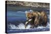 Coastal Grizzly Bear with Salmon in Mouth-null-Stretched Canvas