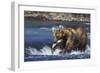 Coastal Grizzly Bear with Salmon in Mouth-null-Framed Photographic Print