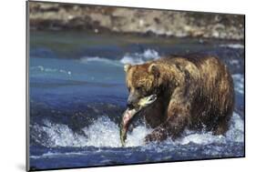 Coastal Grizzly Bear with Salmon in Mouth-null-Mounted Photographic Print