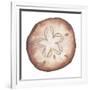 Coastal Icon Coral II-Elizabeth Medley-Framed Art Print