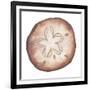 Coastal Icon Coral II-Elizabeth Medley-Framed Art Print
