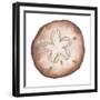 Coastal Icon Coral II-Elizabeth Medley-Framed Art Print