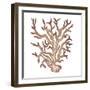 Coastal Icon Coral III-Elizabeth Medley-Framed Art Print