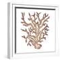 Coastal Icon Coral III-Elizabeth Medley-Framed Art Print