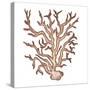 Coastal Icon Coral III-Elizabeth Medley-Stretched Canvas