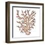 Coastal Icon Coral III-Elizabeth Medley-Framed Art Print