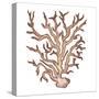 Coastal Icon Coral III-Elizabeth Medley-Stretched Canvas