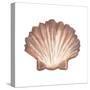 Coastal Icon Coral VI-Elizabeth Medley-Stretched Canvas