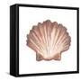 Coastal Icon Coral VI-Elizabeth Medley-Framed Stretched Canvas