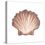 Coastal Icon Coral VI-Elizabeth Medley-Stretched Canvas