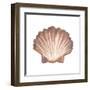 Coastal Icon Coral VI-Elizabeth Medley-Framed Art Print