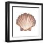 Coastal Icon Coral VI-Elizabeth Medley-Framed Art Print