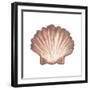 Coastal Icon Coral VI-Elizabeth Medley-Framed Art Print