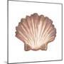 Coastal Icon Coral VI-Elizabeth Medley-Mounted Art Print