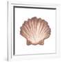 Coastal Icon Coral VI-Elizabeth Medley-Framed Art Print