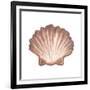 Coastal Icon Coral VI-Elizabeth Medley-Framed Art Print