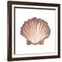 Coastal Icon Coral VI-Elizabeth Medley-Framed Art Print