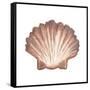 Coastal Icon Coral VI-Elizabeth Medley-Framed Stretched Canvas